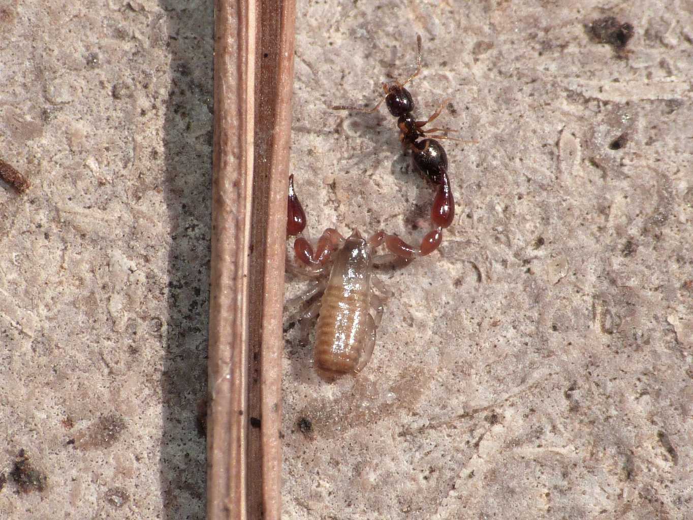 Cheliferoidea con preda (Plagiolepis sp. ) S. Severa (RM)